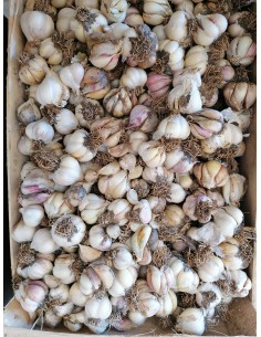 Ail nouveau bio