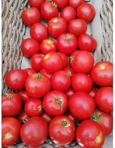 Tomate Paola bio