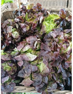 Salade feuille de chêne...