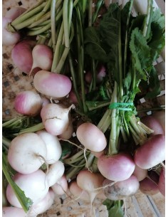 Navet bio (botte 600g)