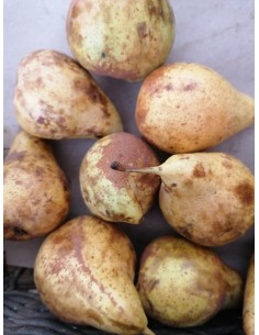 Poire bio