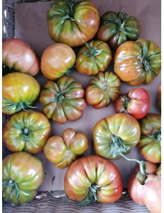 Tomate Noire de Crimée bio