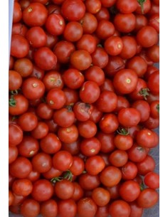 Tomate Cerise bio