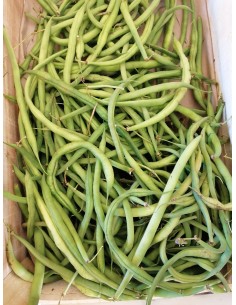 Haricot vert bio
