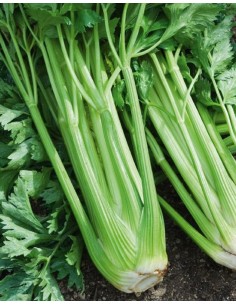 Céleri branche bio