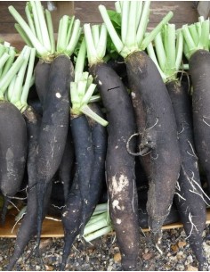 Radis noir bio