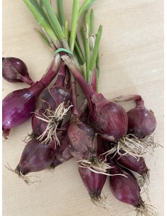 Oignon Cébette rouge bio...