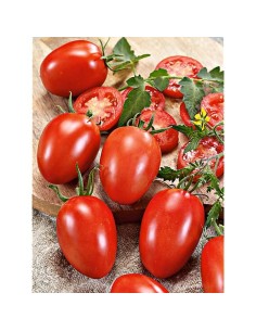Tomate Myriade bio