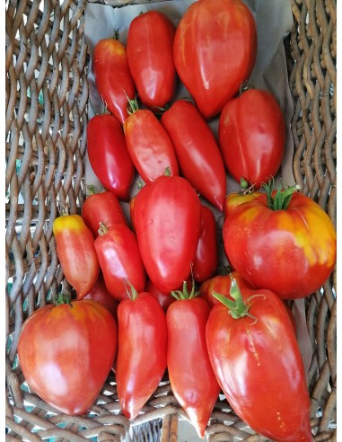 Tomate Cornabel bio
