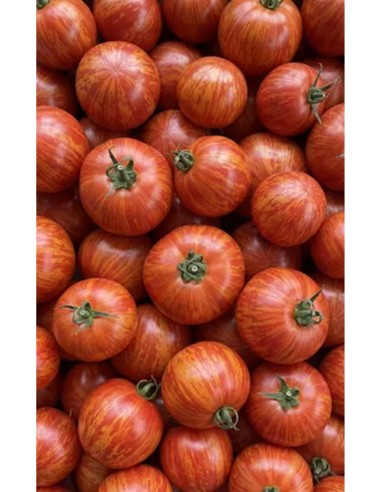 Tomate zébrée rouge ou verte bio