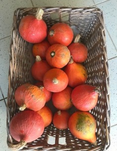 Potimarron bio