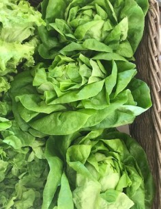 Salade laitue bio