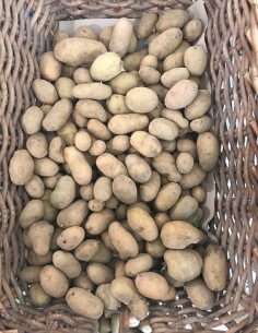 Pomme de terre nouvelle bio