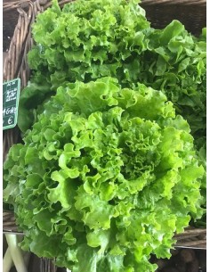 Salade batavia bio