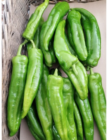 Piment doux des Landes bio
