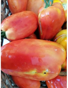 Tomate Myriade bio
