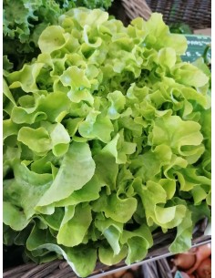 Salade feuille de chêne...