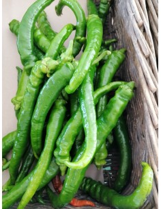 Piment doux des Landes vert...